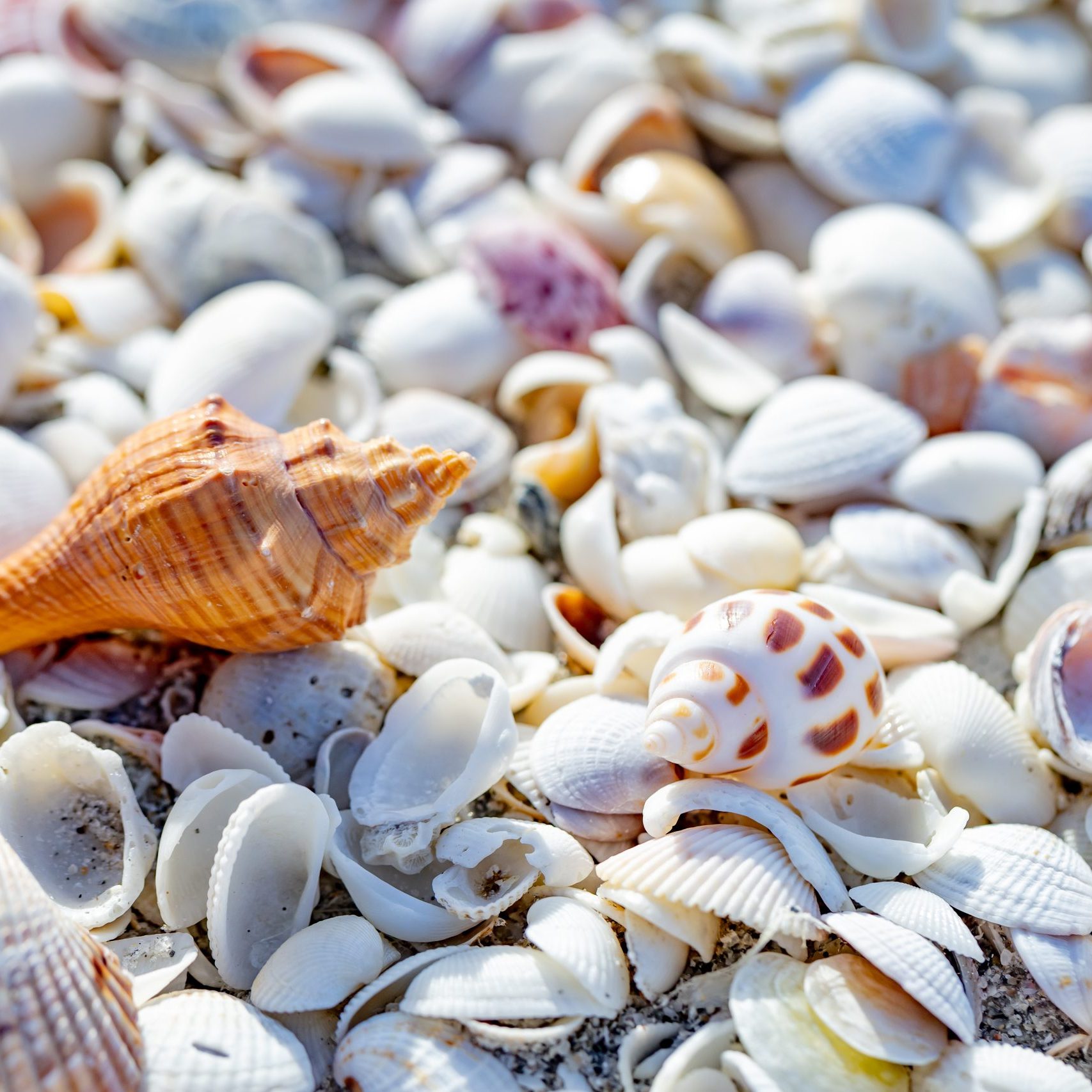 A collection of seashells